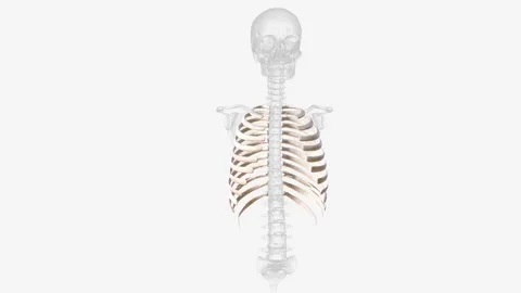 The rib cage consists of 24 ribs , which are attached to a long, flat bone in Video stock 270144254