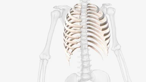 The rib cage consists of 24 ribs , which are attached to a long, flat bone in Video stock 270145376