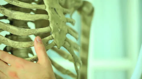 Chest Rib Cage Stock Footage Royalty Free Stock Videos Pond5