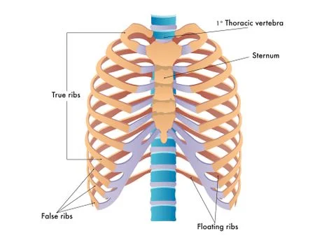 Rib cage Stock Illustration