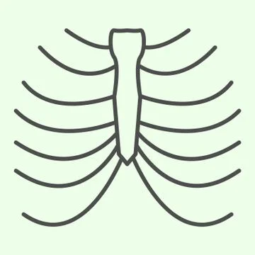 Rib cage skeleton thin line icon. Human thorax x-ray outline style pictogram on Stock Illustration