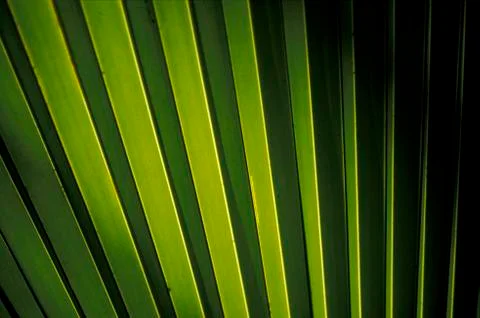 Rib structure of palm leaf (coco de mer, lodoicea maldivica), detail, vallée Foto stock