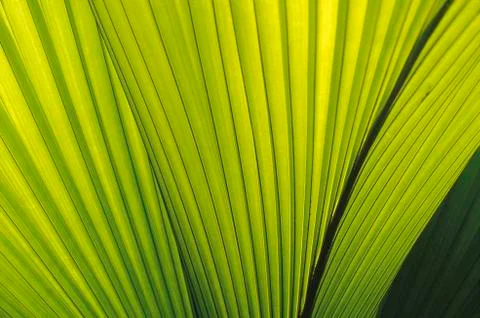 Rib structure of palm leaf (coco de mer, lodoicea maldivica), detail in back  Foto stock