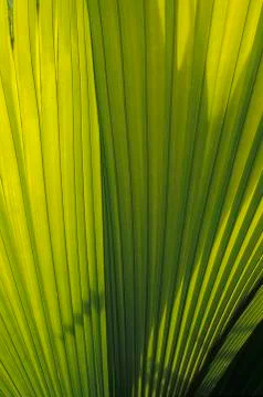 Rib structure of palm leaf (coco de mer, lodoicea maldivica), detail in back  Foto stock
