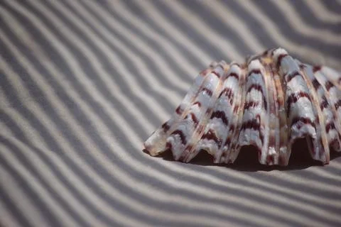 Ribbed bivalve seashell on sand surface with prominent zebra stripe shadows Foto stock