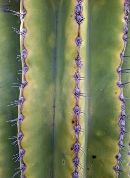 Ribbed cactus showcasing its unique texture and spines in a natural setting 写真素材