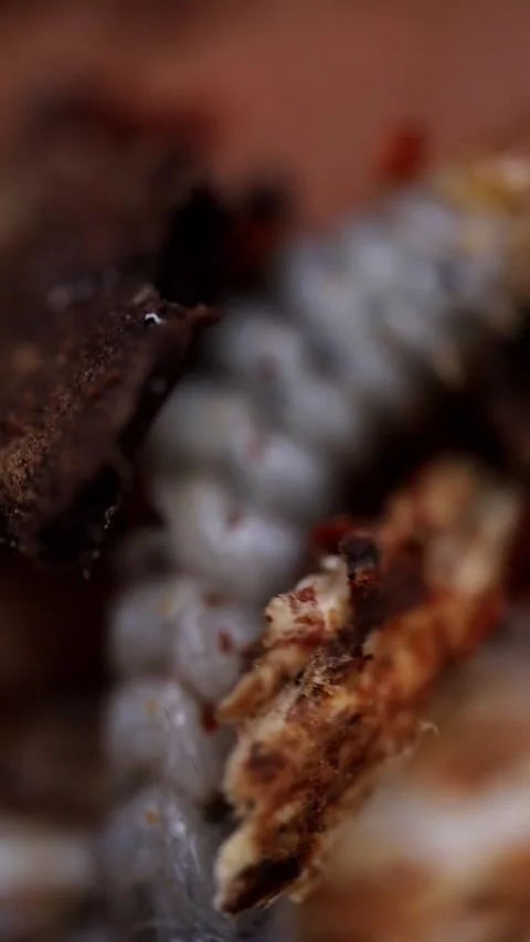 Ribbed Pine Borer Larva Bending and Crawling on Wood Surface Video stock 340037391