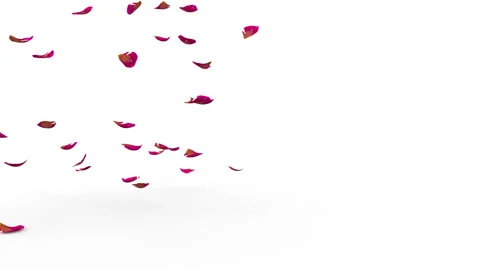The ribbed red rose petals fly beautifully and fall to the floor. On the right Stock Footage 147989485