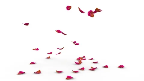 Ribbed rose petals fly to the floor. White background Stock Footage 99597442