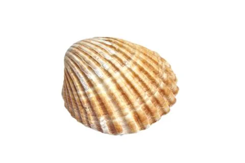 Ribbed scallop shell isolated on white background Foto stock