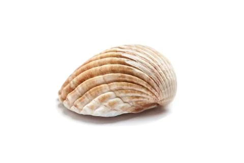 Ribbed scallop shell isolated on white background Stock Photos