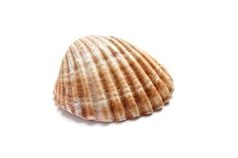Ribbed scallop shell isolated on white background Stock Photos