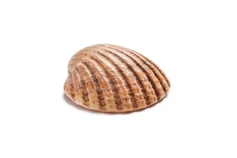 Ribbed scallop shell isolated on white background Stock Photos