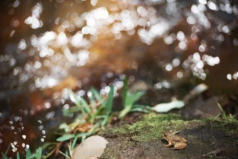 Ribbit ribbit ribbit Stock Photos