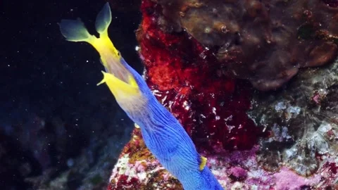 Ribbon eel 4K Stock Footage 331276574