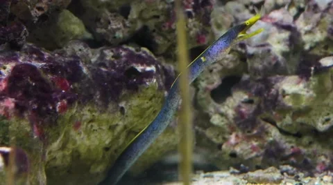 Ribbon eel in coral reef- striking morays Stock Footage 63512066