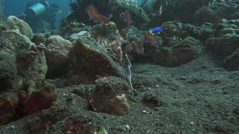 Ribbon Eel hunt for fish Stock Footage 222036570