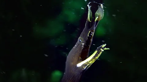 Ribbon Eel, Juvenile, big close up Stock Footage 59886395