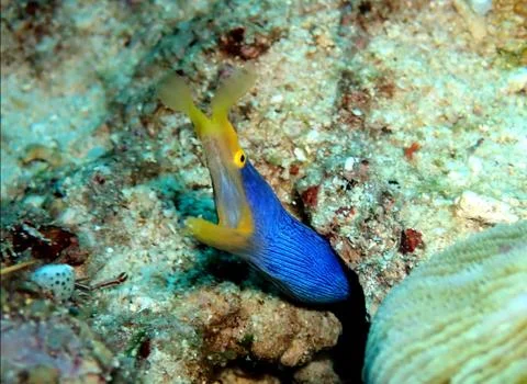 Ribbon eel on reef Stock Photos