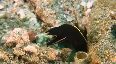Ribbon eel in the sandy bottom Stock Footage 50753797