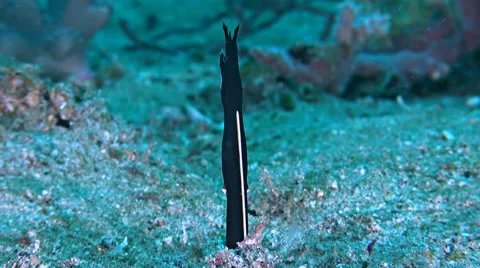 Ribbon eel in the sandy bottom Stock Footage 52329977