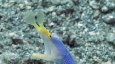 Ribbon eel on seabed in underwater ocean. Stock Footage 232974466