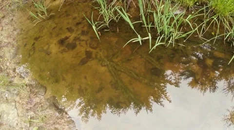 Ribbon Egg newts in the rain puddle in the mountains Stock Footage 40525040