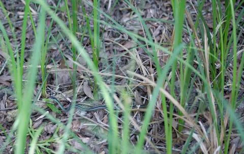 Ribbon Snake Stock Photos