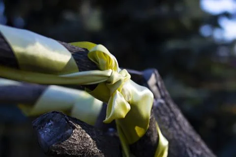 Ribbon on the tree Stock Photos