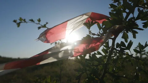 Ribbon on the tree at sunset Stock Footage 136194241