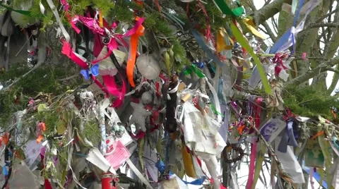 Ribbons hanging in a tree Stock Footage 46630977