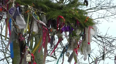 Ribbons hanging in a tree Stock Footage 46631075