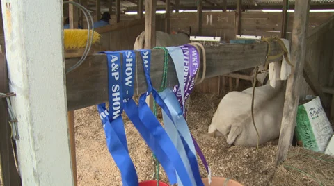 Ribbons at show Stock Footage 39856407