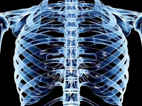 Ribcage, computer artwork Stock Illustration
