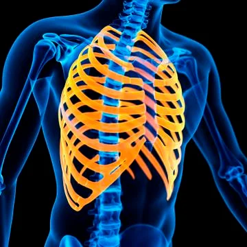 Ribcage, illustration Stock Illustration