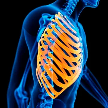 Ribcage, illustration Stock Illustration