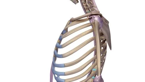 Ribcage with ligaments side Stock Illustration