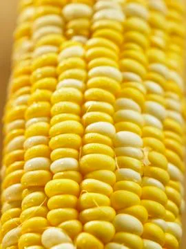 Ribe corn Stock Photos