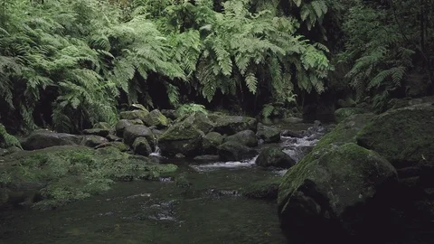 "Ribeiro Bonito" waterfall at the end of a "levada" footpath (Levada do Rei) Stock Footage 119960984