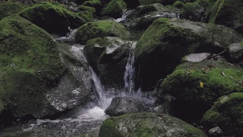 "Ribeiro Bonito" waterfall at the end of a "levada" footpath (Levada do Rei) Stock Footage 119961305