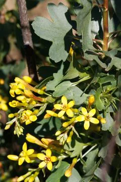 RIBES AUREUM BLOOM Stock Photos