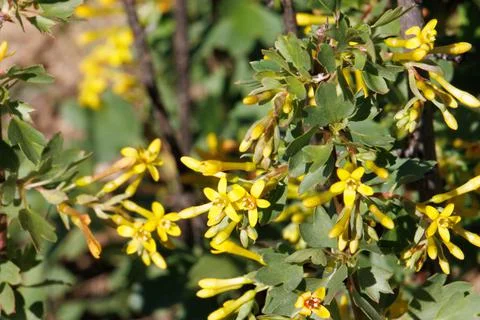 RIBES AUREUM BLOOM Stock Photos