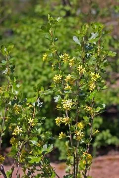 Ribes aureum Stock Photos