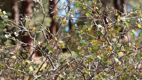 RIBES CEREUM DISPLAY - SAN EMIGDIO MTNS Stock Footage 219893620