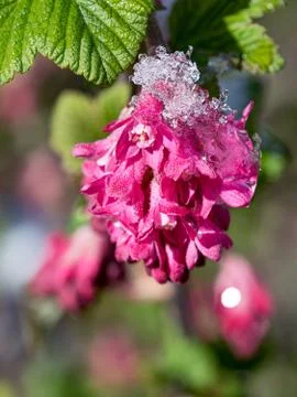 Ribes flower close up Stock Photos