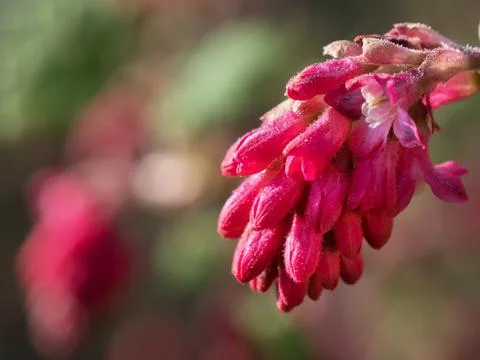 Ribes flower close up Stock Photos