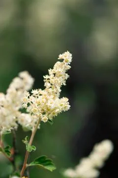 Ribes Flowers Foto stock