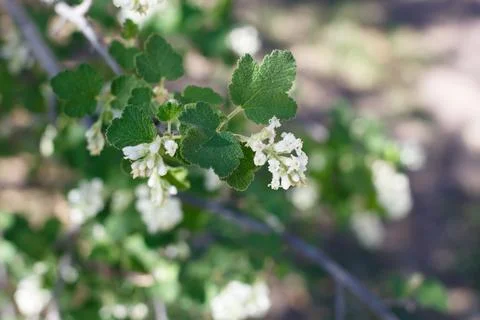 RIBES INDECORUM BLOOM Stock Photos
