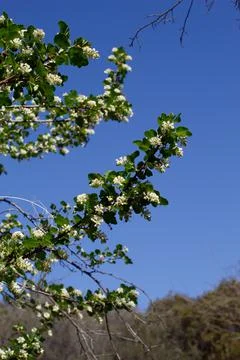 RIBES INDECORUM BLOOM Stock Photos