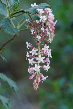RIBES MALVACEUM BLOOM Stock Photos